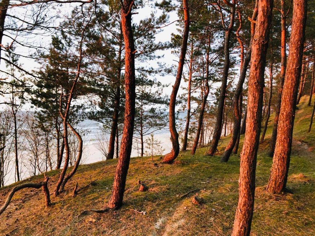 Domki Skowronki Kąty Rybackie エクステリア 写真
